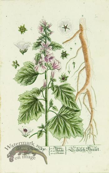 Blackwell German 016